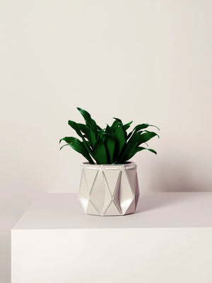 POTR x Waterhaul Recycled Ocean Plastic Self Watering Plant Pot - 11cm