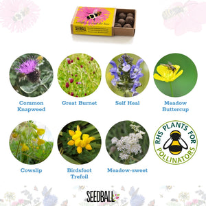 Seedball Wildflower Seeds for Bees