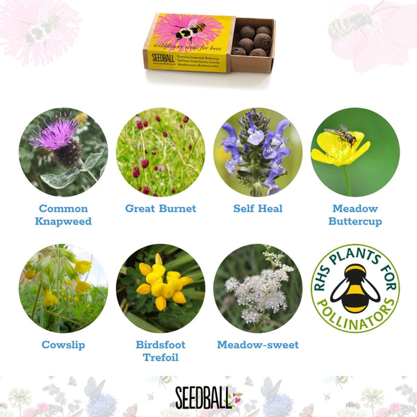 Seedball Wildflower Seeds for Bees