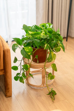 Bam & Bloom Rattan Side Table - Hoxton