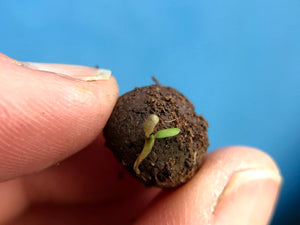 Seedball Wildflower Tube