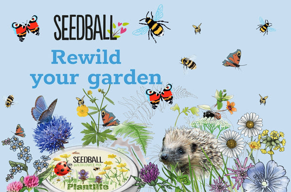Seedball Wildflower Seeds for Bees