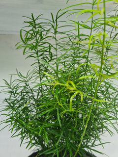 Harriets Plants Asparagus Falcatus // Sicklethorn 45cm - Indoor Plant - Plastic Freedom