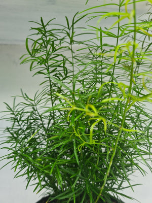 Harriets Plants Asparagus Falcatus // Sicklethorn 45cm - Indoor Plant - Plastic Freedom