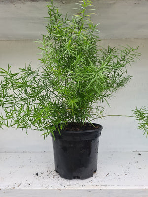 Harriets Plants Asparagus Falcatus // Sicklethorn 45cm - Indoor Plant - Plastic Freedom