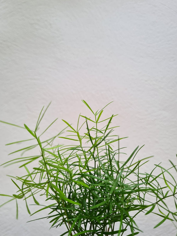 Harriets Plants Asparagus Falcatus // Sicklethorn 45cm - Indoor Plant - Plastic Freedom