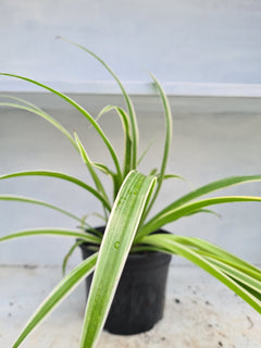 Harriets Plants Chlorophytum Comosum 'Reverse Variegatum' // Reverse Spider Plant 30cm - Indoor Plant - Plastic Freedom
