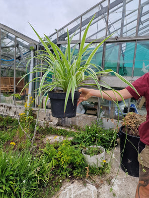 Harriets Plants Chlorophytum Comosum 'Reverse Variegatum' // Reverse Spider Plant 30cm - Indoor Plant - Plastic Freedom