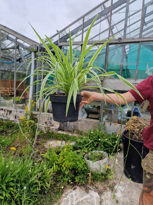 Harriets Plants Chlorophytum Comosum 'Reverse Variegatum' // Reverse Spider Plant 30cm - Indoor Plant - Plastic Freedom