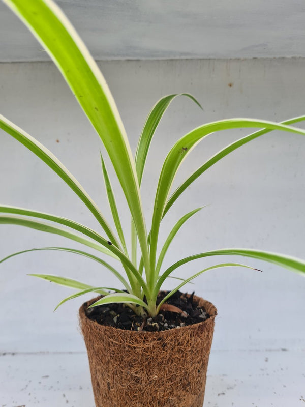Harriets Plants Chlorophytum Comosum 'Reverse Variegatum' // Reverse Spider Plant 30cm - Indoor Plant - Plastic Freedom