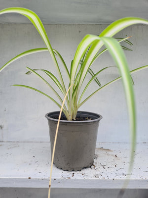 Harriets Plants Chlorophytum Comosum 'Vittatum'// Variegated Spider Plant 30cm - Indoor Plant - Plastic Freedom