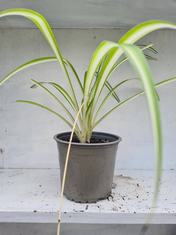 Harriets Plants Chlorophytum Comosum 'Vittatum'// Variegated Spider Plant 30cm - Indoor Plant - Plastic Freedom