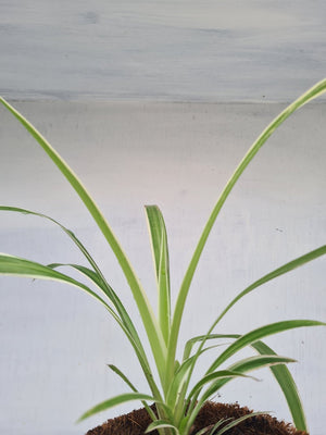 Harriets Plants Chlorophytum Comosum 'Vittatum'// Variegated Spider Plant 30cm - Indoor Plant - Plastic Freedom