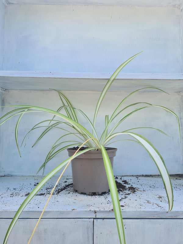 Harriets Plants Chlorophytum Comosum 'Vittatum'// Variegated Spider Plant 30cm - Indoor Plant - Plastic Freedom