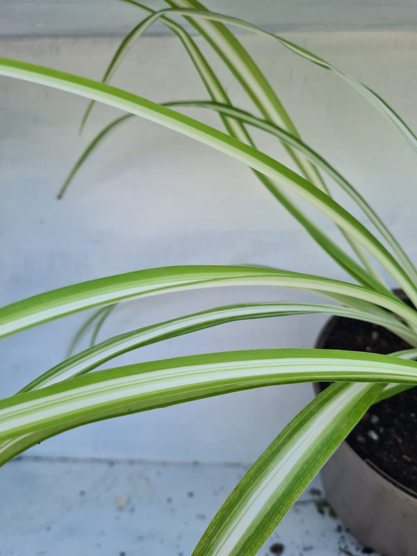 Harriets Plants Chlorophytum Comosum 'Vittatum'// Variegated Spider Plant 30cm - Indoor Plant - Plastic Freedom