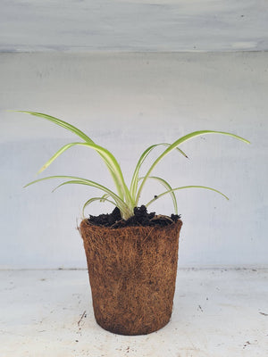 Harriets Plants Chlorophytum Comosum 'Vittatum'// Variegated Spider Plant 30cm - Indoor Plant - Plastic Freedom