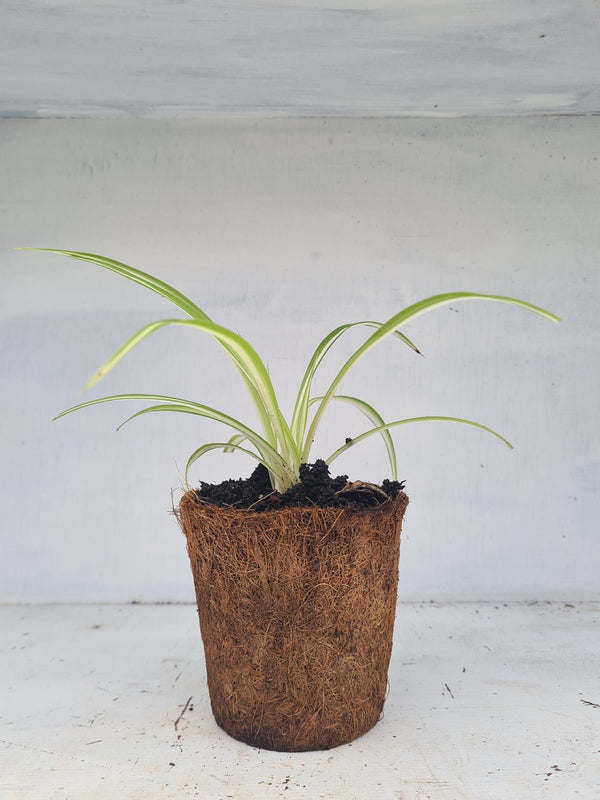 Harriets Plants Chlorophytum Comosum 'Vittatum'// Variegated Spider Plant 30cm - Indoor Plant - Plastic Freedom