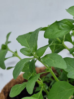 Harriets Plants Mentha Pulegium 'Pennyroyal' 30cm - Outdoor Plant - Plastic Freedom