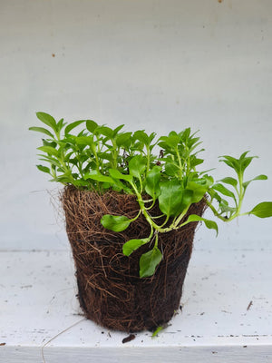 Harriets Plants Mentha Pulegium 'Pennyroyal' 30cm - Outdoor Plant - Plastic Freedom