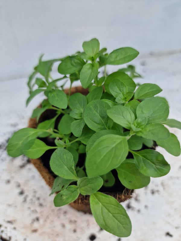 Harriets Plants Mentha Pulegium 'Pennyroyal' 30cm - Outdoor Plant - Plastic Freedom