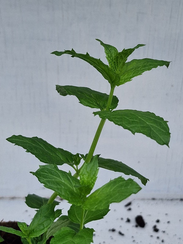 Harriets Plants Mentha Spicata // Spearmint 30cm - Outdoor Plant - Plastic Freedom
