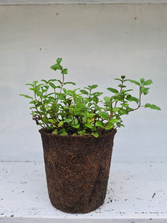 Harriets Plants Mentha Spicata // Spearmint 30cm - Outdoor Plant - Plastic Freedom
