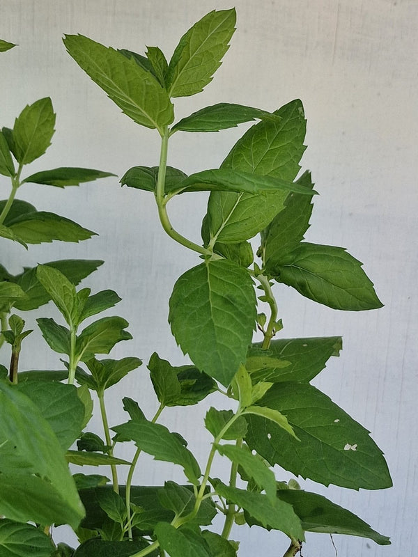 Harriets Plants Mentha Spicata // Spearmint 30cm - Outdoor Plant - Plastic Freedom