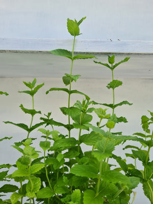 Harriets Plants Mentha Spicata // Spearmint 30cm - Outdoor Plant - Plastic Freedom