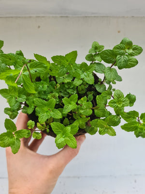 Harriets Plants Mentha Spicata // Spearmint 30cm - Outdoor Plant - Plastic Freedom