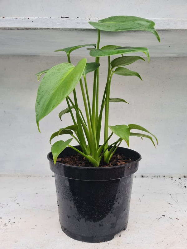 Harriets Plants Monstera Deliciosa // Swiss Cheese Plant - Indoor Plant - Plastic Freedom