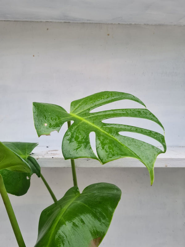 Harriets Plants Monstera Deliciosa // Swiss Cheese Plant - Indoor Plant - Plastic Freedom