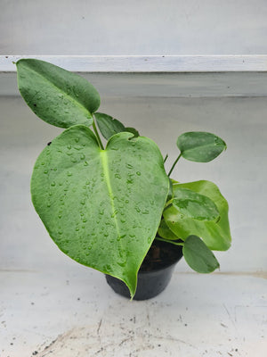 Harriets Plants Monstera Deliciosa // Swiss Cheese Plant - Indoor Plant - Plastic Freedom