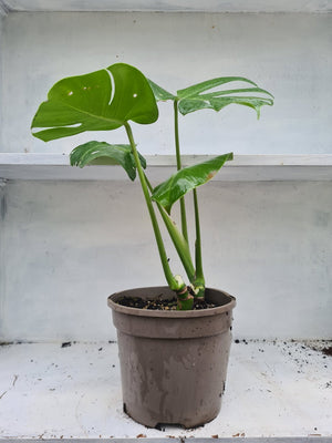 Harriets Plants Monstera Deliciosa // Swiss Cheese Plant - Indoor Plant - Plastic Freedom