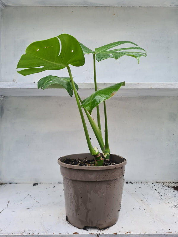 Harriets Plants Monstera Deliciosa // Swiss Cheese Plant - Indoor Plant - Plastic Freedom
