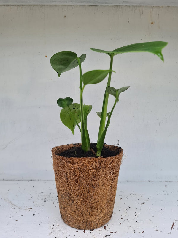 Harriets Plants Monstera Deliciosa // Swiss Cheese Plant - Indoor Plant - Plastic Freedom