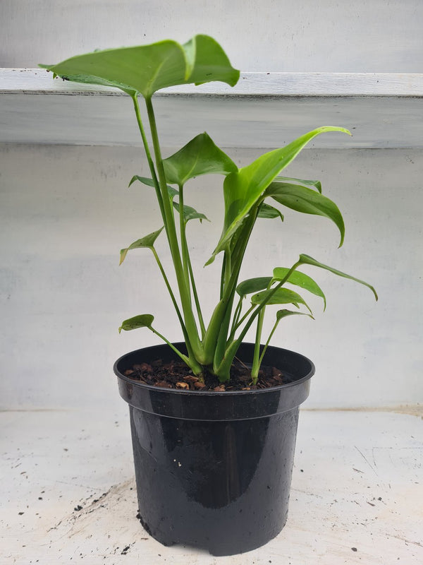 Harriets Plants Monstera Deliciosa // Swiss Cheese Plant - Indoor Plant - Plastic Freedom