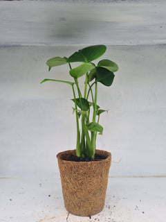 Harriets Plants Monstera Deliciosa // Swiss Cheese Plant - Indoor Plant - Plastic Freedom