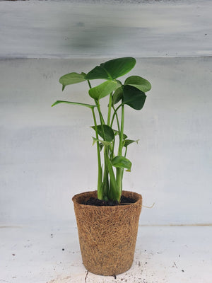 Harriets Plants Monstera Deliciosa // Swiss Cheese Plant - Indoor Plant - Plastic Freedom