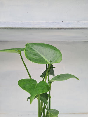 Harriets Plants Monstera Deliciosa // Swiss Cheese Plant - Indoor Plant - Plastic Freedom