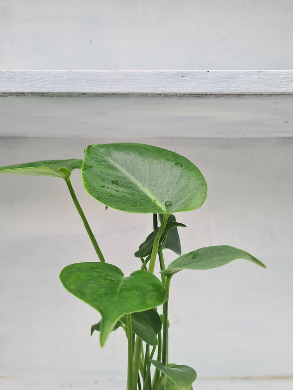 Harriets Plants Monstera Deliciosa // Swiss Cheese Plant - Indoor Plant - Plastic Freedom