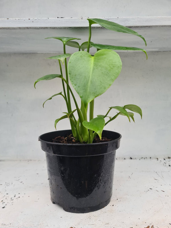 Harriets Plants Monstera Deliciosa // Swiss Cheese Plant - Indoor Plant - Plastic Freedom