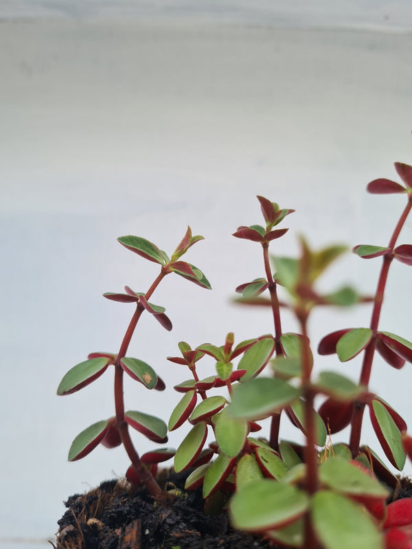 Harriets Plants Peperomia Verticillata // Red Log Plant 10cm - Indoor Plant - Plastic Freedom