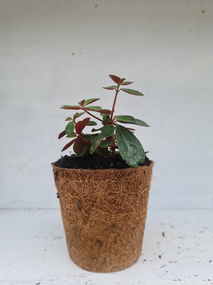 Harriets Plants Peperomia Verticillata // Red Log Plant 10cm - Indoor Plant - Plastic Freedom
