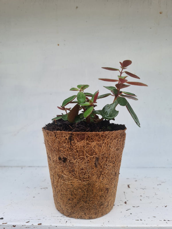 Harriets Plants Peperomia Verticillata // Red Log Plant 10cm - Indoor Plant - Plastic Freedom