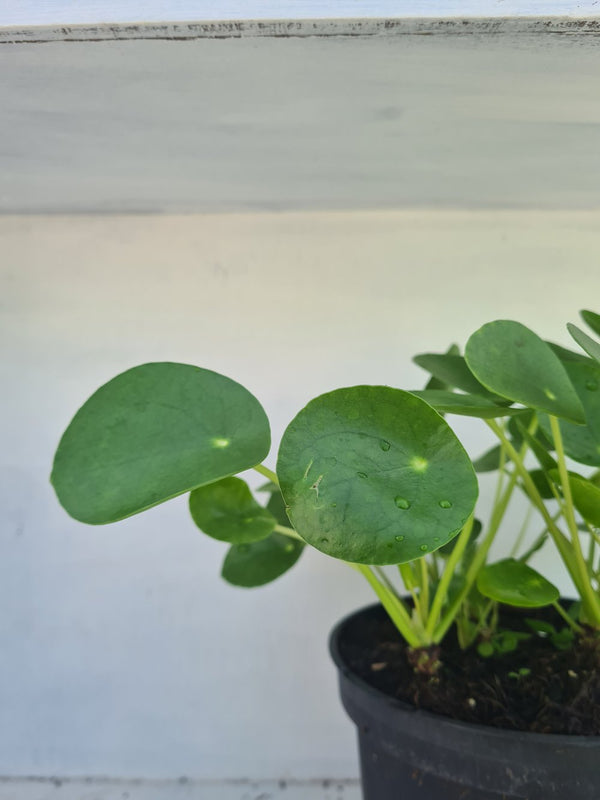 Harriets Plants Pilea Peperomioides // Chinese Money Plant 30cm - Indoor Plant - Plastic Freedom