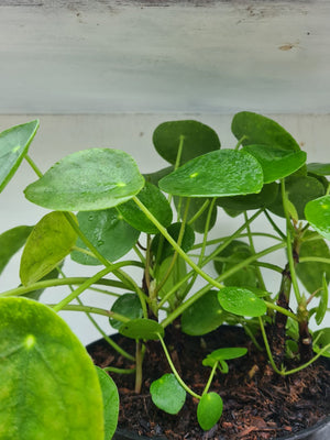 Harriets Plants Pilea Peperomioides // Chinese Money Plant 30cm - Indoor Plant - Plastic Freedom