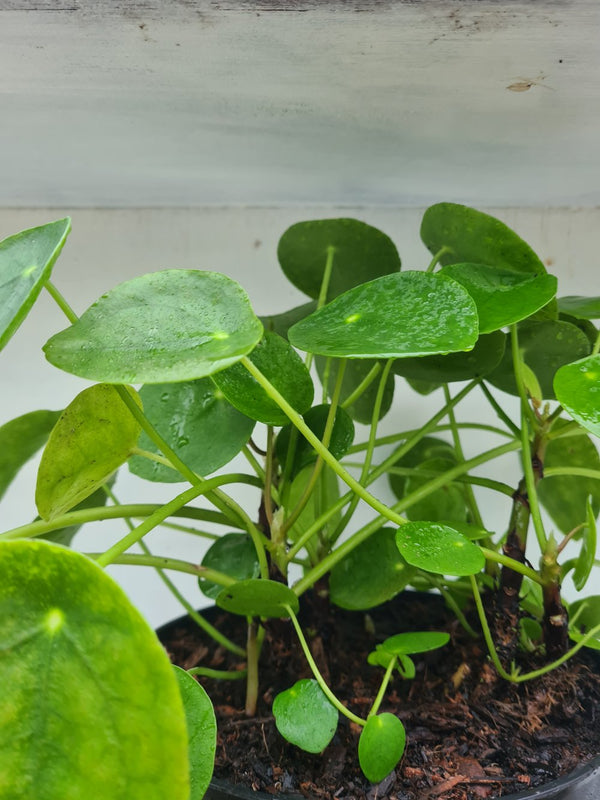 Harriets Plants Pilea Peperomioides // Chinese Money Plant 30cm - Indoor Plant - Plastic Freedom