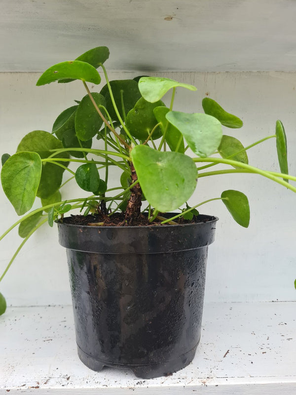 Harriets Plants Pilea Peperomioides // Chinese Money Plant 30cm - Indoor Plant - Plastic Freedom