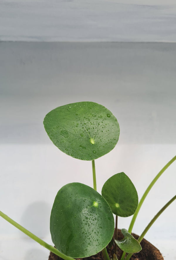 Harriets Plants Pilea Peperomioides // Chinese Money Plant 30cm - Indoor Plant - Plastic Freedom