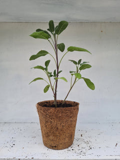 Harriets Plants Salvia Officinalis // Common Sage 20cm - Outdoor Plant - Plastic Freedom